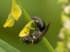 Hylaeus