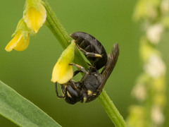 Hylaeus