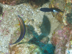 Pycnochromis margaritifer