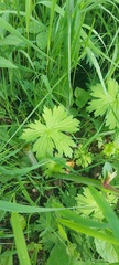 Delphinium crassifolium