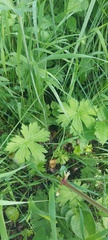 Delphinium crassifolium