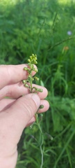 Delphinium crassifolium