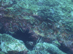 Trachinops taeniatus