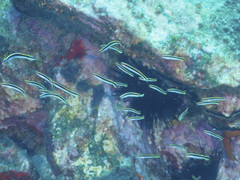 Trachinops taeniatus