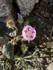 Eremalche rotundifolia