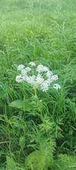 Pleurospermum uralense