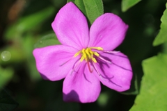 Heterotis rotundifolia