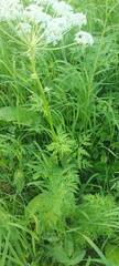 Pleurospermum uralense