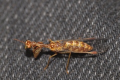 Mantispa styriaca