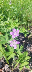 Geranium wlassovianum