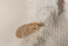 Sympherobius pygmaeus