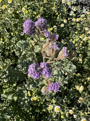 Phacelia pedicellata