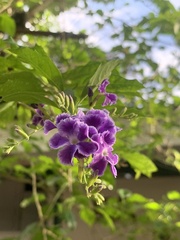 Duranta