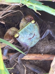 Trapezarma angolensis