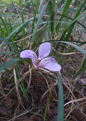 Iris unguicularis