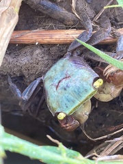 Trapezarma angolensis