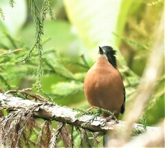 Heterophasia capistrata