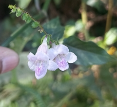 Asystasia dalzelliana