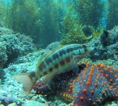 Serranus psittacinus