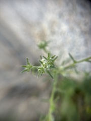 Cryptantha maritima