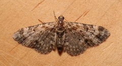 Eupithecia laquaearia
