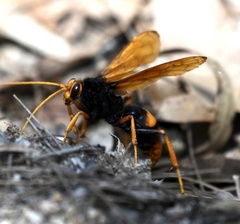 Cryptocheilus bicolor