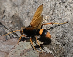 Cryptocheilus bicolor