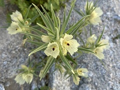 Mohavea confertiflora