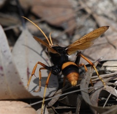 Cryptocheilus bicolor