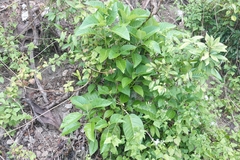 Dendrocnide meyeniana