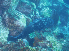 Epinephelus daemelii