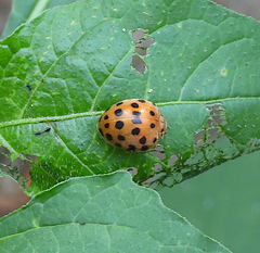 Henosepilachna vigintioctopunctata