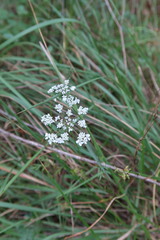 Conopodium majus