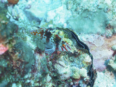 Cirrhitichthys falco