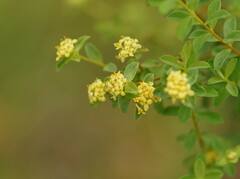 Pimelea flava flava