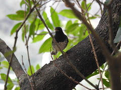 Turdus cardis