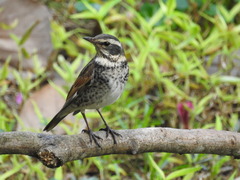 Turdus eunomus