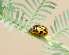 Peltoschema oceanicum