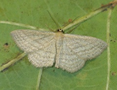 Scopula virgulata