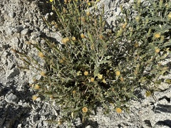 Mentzelia hirsutissima