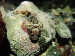 Scorpaenidae