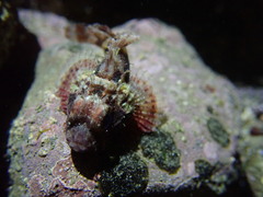 Scorpaenidae