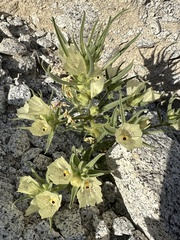 Mohavea confertiflora