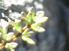 Gingidia decipiens