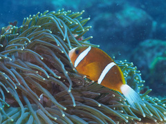 Amphiprion akindynos