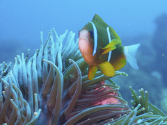 Amphiprion akindynos