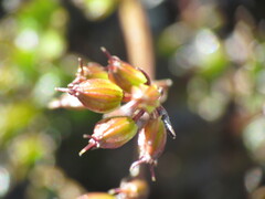Gingidia decipiens