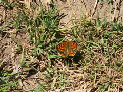 Lycaena 'canterbury common copper'