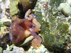 Octopus