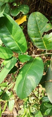 Ficus tinctoria
